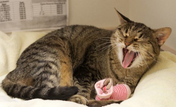 Sleepy cat